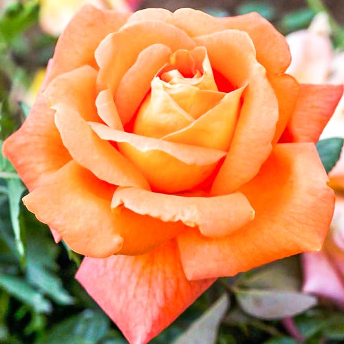 Róża wielkokwiatowa Cherry Brandy interface.image 1 interface.art 2141