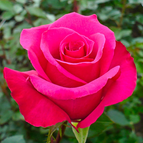 Róża wielkokwiatowa Ciemnoróżowa interface.art zdjęcie 1 Róża wielkokwiatowa Ciemnoróżowa interface.image 1 interface.art 5887