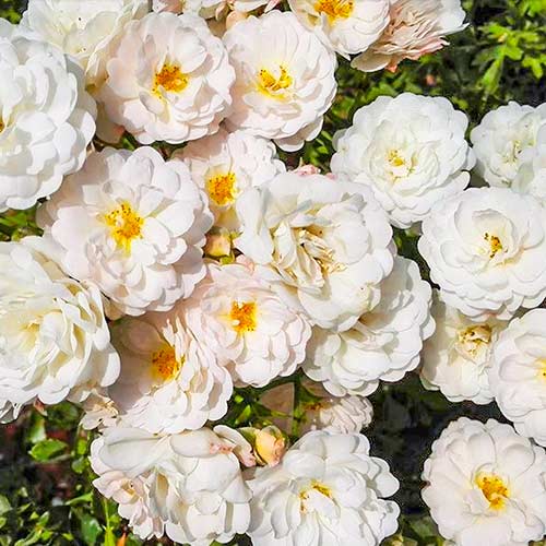 Róża wielkokwiatowa Cometa® interface.image 1 interface.art 5701