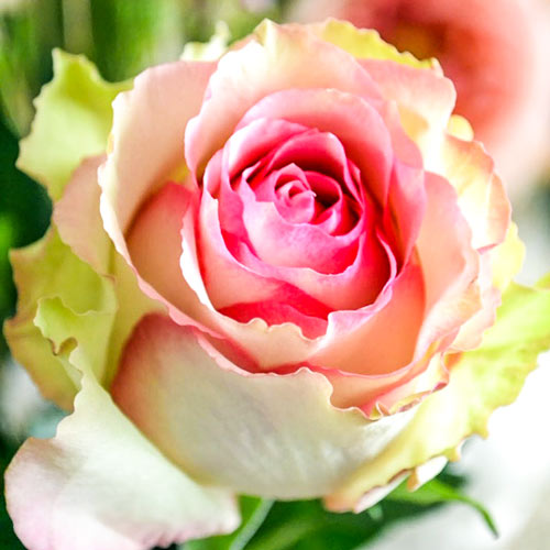 Róża wielkokwiatowa Dancing Queen interface.image 1 interface.art 2116