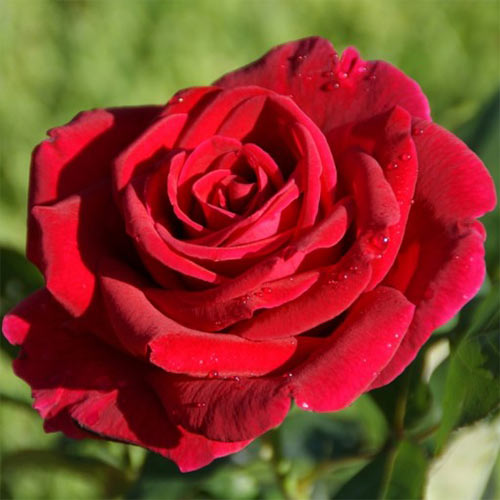 Róża bukietowa Dankó Pista interface.art zdjęcie 1 Róża bukietowa Dankó Pista interface.image 1 interface.art 3659