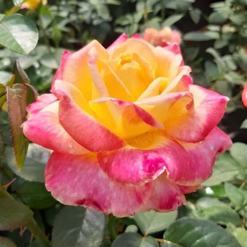 Róża wielkokwiatowa Desse, root ball interface.image 1 interface.art 6225