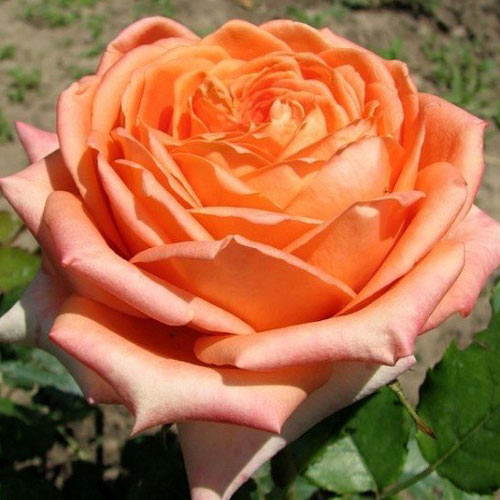 Róża wielkokwiatowa Eldorado interface.image 1 interface.art 2146