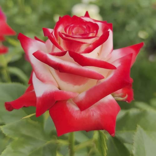 Róża wielkokwiatowa Empress Farah interface.image 1 interface.art 6226