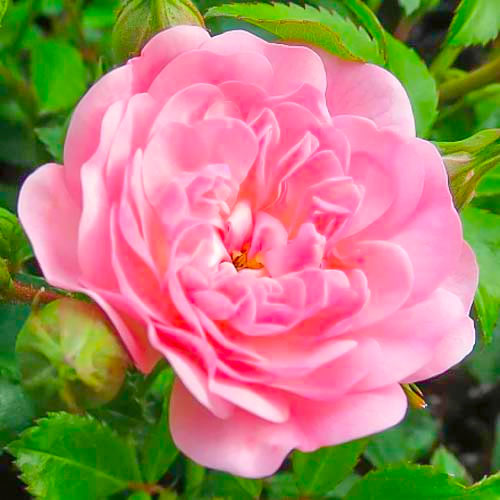 Róża wielkokwiatowa Fairy interface.image 1 interface.art 3683