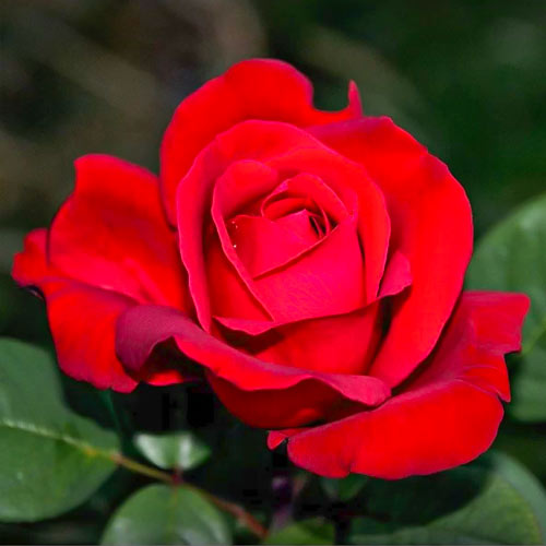 Róża wielkokwiatowa Fulgurante, root ball interface.image 1 interface.art 6133