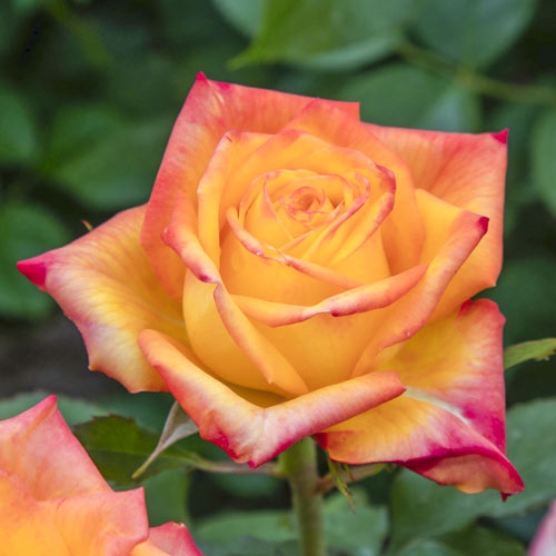 Róża wielkokwiatowa Girandola® interface.art zdjęcie 1 Róża wielkokwiatowa Girandola® interface.image 1 interface.art 5703