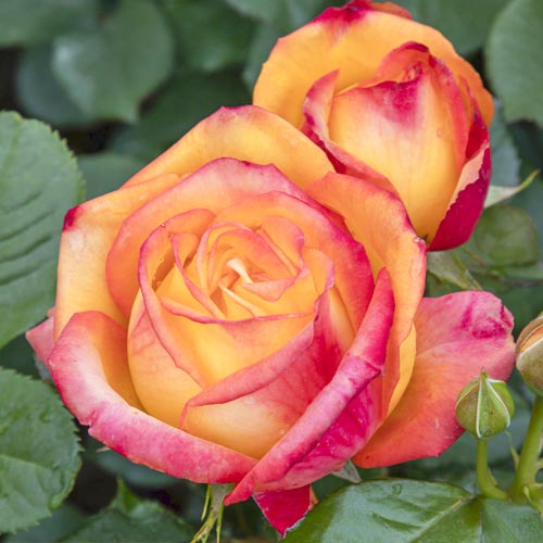 Róża wielkokwiatowa Girandola®, C5 interface.image 2 interface.art 6152