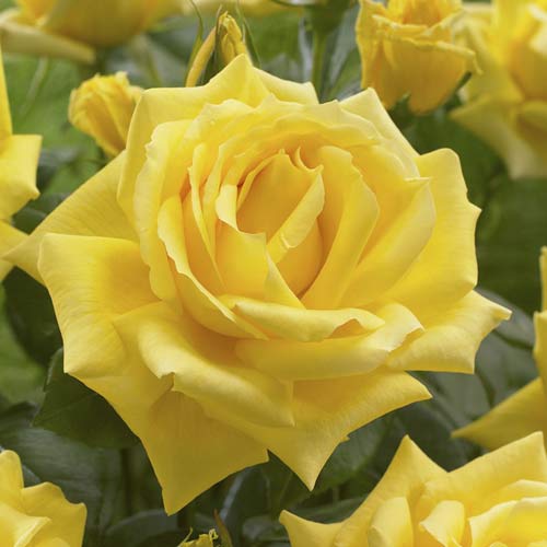 Róża wielkokwiatowa Golden Parfum de Provence interface.image 1 interface.art 6229