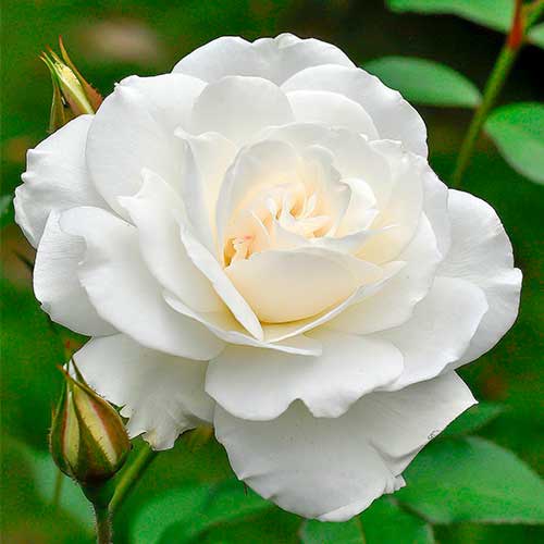 Róża wielkokwiatowa Helga interface.image 1 interface.art 5014