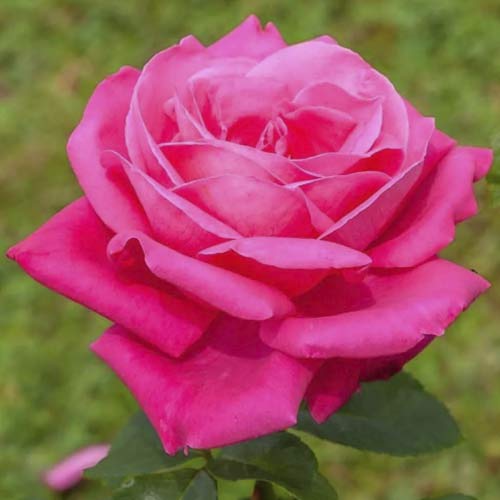 Róża wielkokwiatowa Jacaranda interface.image 1 interface.art 6232