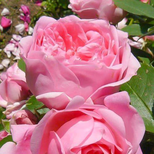 Róża wielkokwiatowa Joy interface.image 1 interface.art 4659