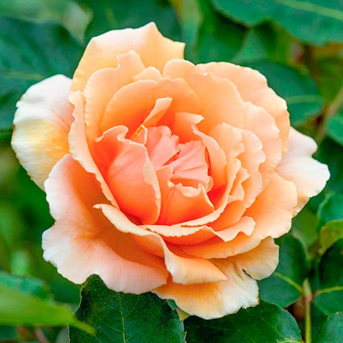 Róża wielkokwiatowa Just Joey interface.image 1 interface.art 5531