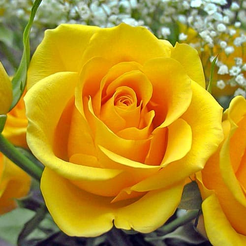 Róża wielkokwiatowa Kerio interface.image 1 interface.art 4672