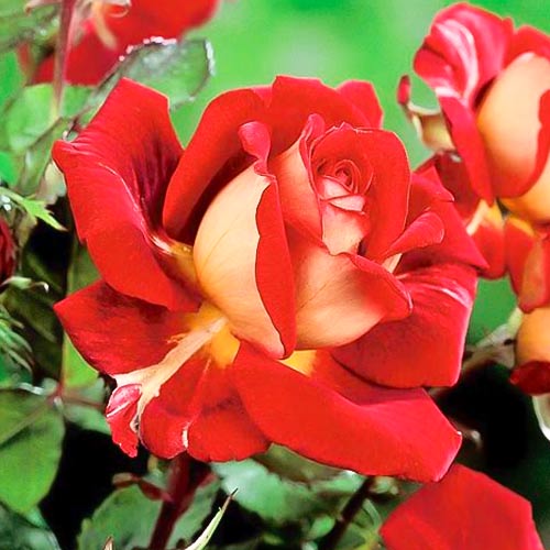 Róża wielkokwiatowa Kronenburg, root ball interface.image 1 interface.art 6233