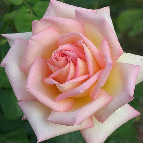 Róża wielkokwiatowa Lady interface.image 1 interface.art 4666