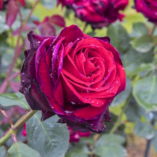 Róża wielkokwiatowa Magia Nera®, C5 interface.image 2 interface.art 5533