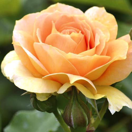 Róża wielkokwiatowa Magic Lantern interface.image 1 interface.art 6235