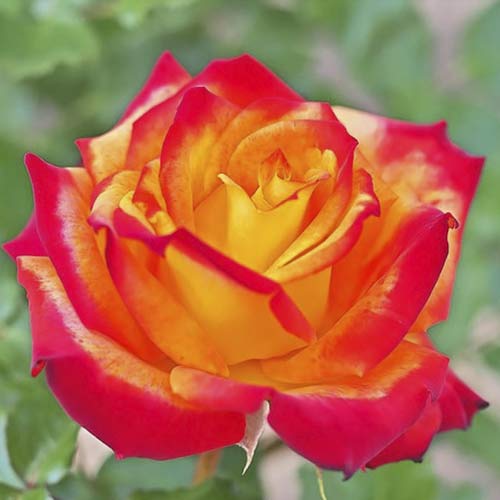 Róża wielkokwiatowa Meilambra interface.image 1 interface.art 6236