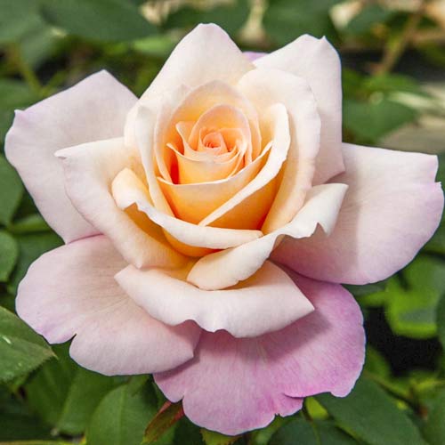 Róża wielkokwiatowa Meilampario interface.image 1 interface.art 6237