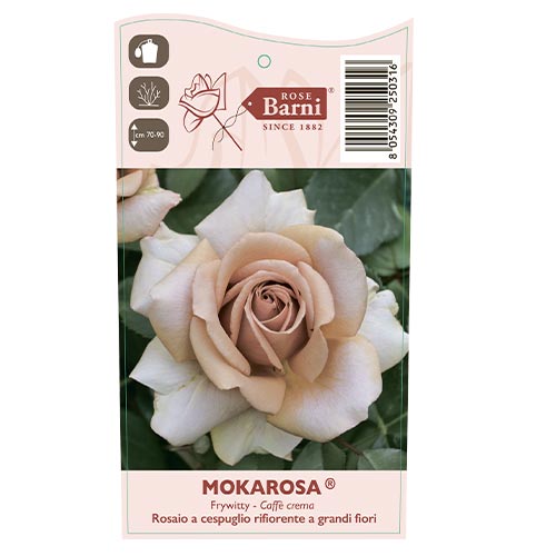 Róża wielkokwiatowa Mokarosa®, C5 interface.art zdjęcie 3 Róża wielkokwiatowa Mokarosa®, C5 interface.image 3 interface.art 5535