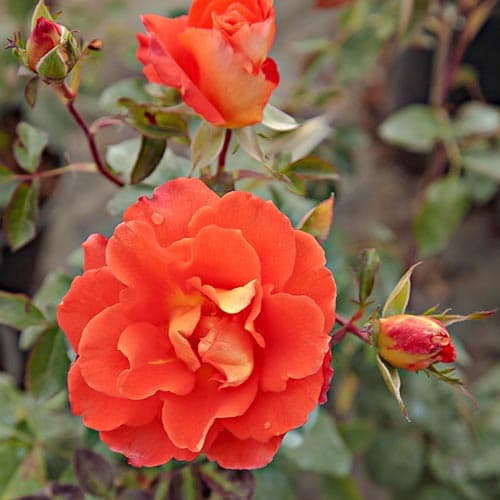 Róża wielkokwiatowa Monika orange interface.image 1 interface.art 4667