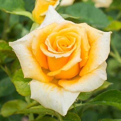 Róża wielkokwiatowa Monika yellow interface.image 1 interface.art 4673