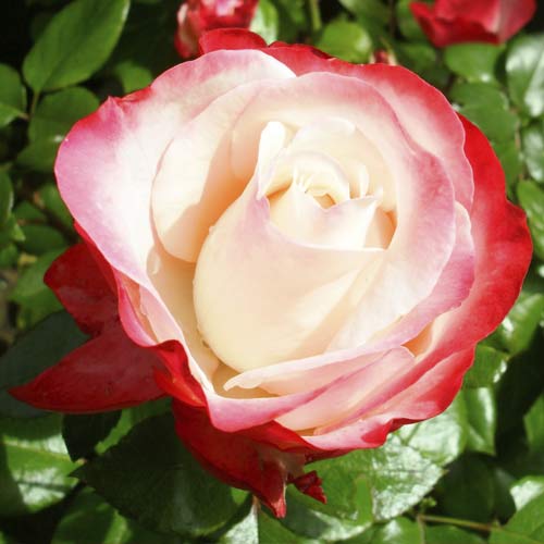 Róża wielkokwiatowa Nostalgia interface.image 1 interface.art 6239