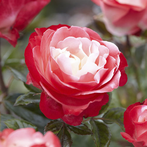 Róża wielkokwiatowa Nostalgie®, C3 interface.image 1 interface.art 4563