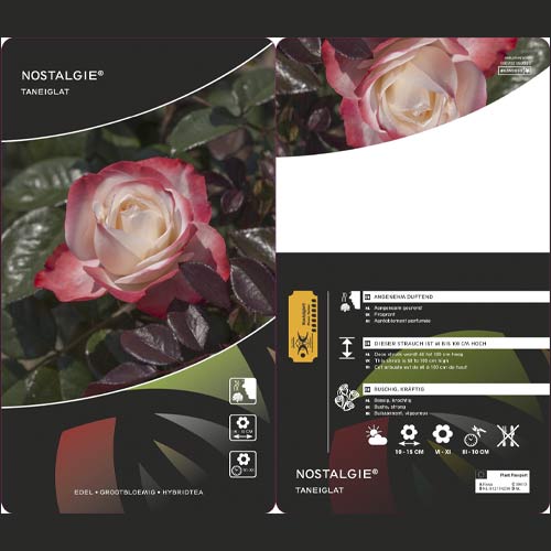 Róża wielkokwiatowa Nostalgie®, C3 interface.image 2 interface.art 4563