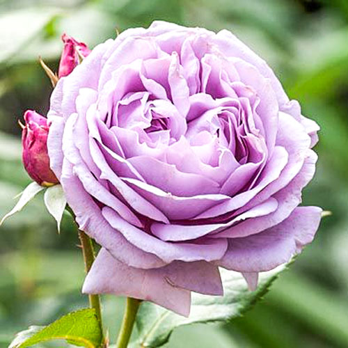 Róża wielkokwiatowa Novalis interface.image 1 interface.art 2127