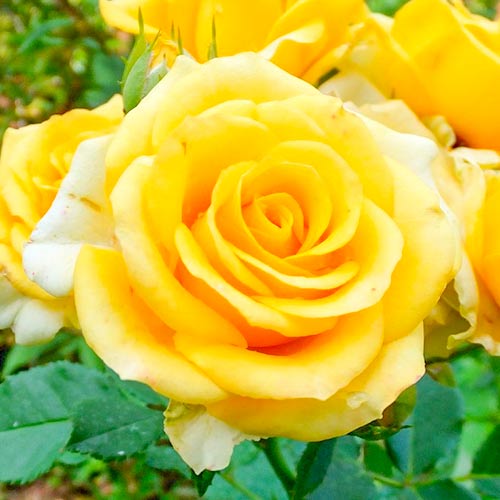 Róża wielkokwiatowa Old Gold interface.image 1 interface.art 3666