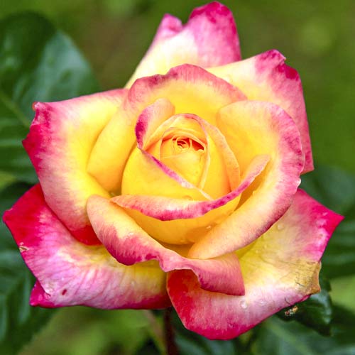 Róża wielkokwiatowa Orient Express interface.image 1 interface.art 6240