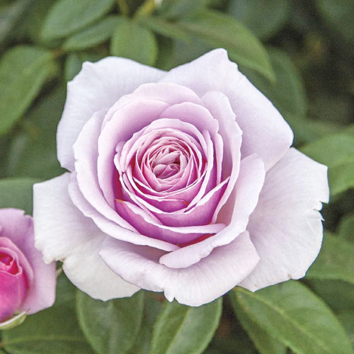 Róża wielkokwiatowa Pacific Blue®, C5 interface.image 1 interface.art 6161