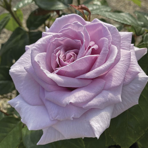 Róża wielkokwiatowa Pacific Blue®, C5 interface.image 2 interface.art 6161