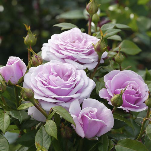 Róża wielkokwiatowa Pacific Blue®, C5 interface.image 3 interface.art 6161