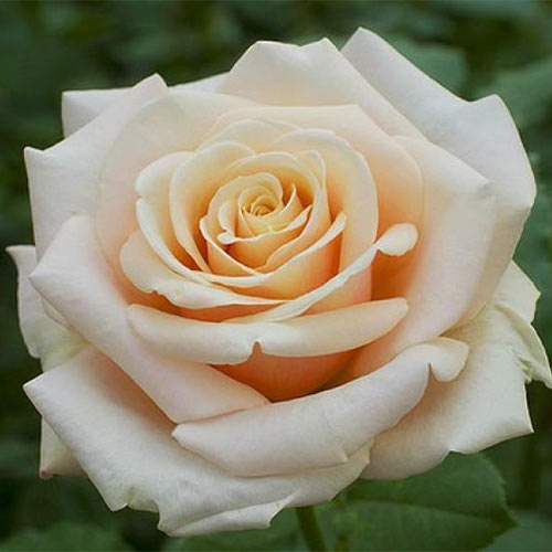 Róża wielkokwiatowa Paul Richard interface.image 1 interface.art 3668