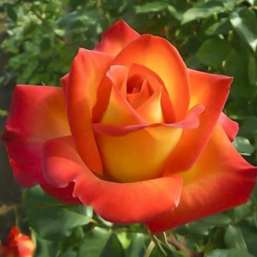 Róża wielkokwiatowa Prestige de Lyon interface.image 1 interface.art 6241