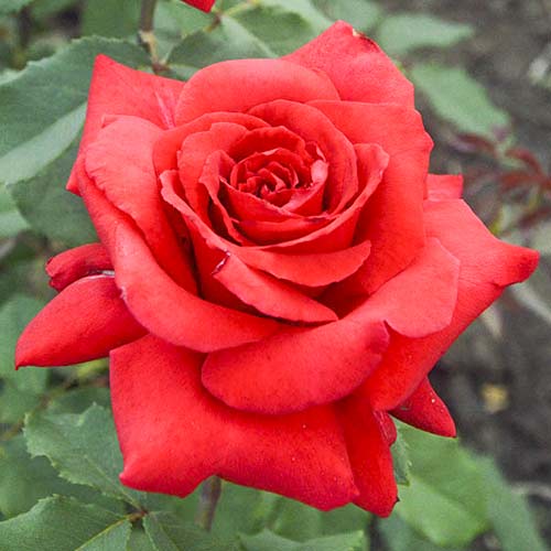 Róża wielkokwiatowa Red Berlin interface.image 1 interface.art 6243