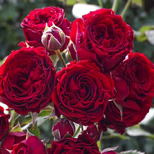 Róża wielkokwiatowa Red Sensation interface.image 1 interface.art 6244