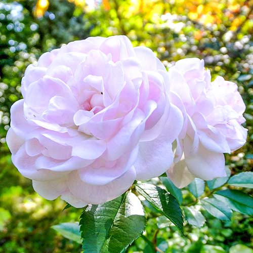 Róża wielkokwiatowa Sea Foam interface.image 1 interface.art 3684