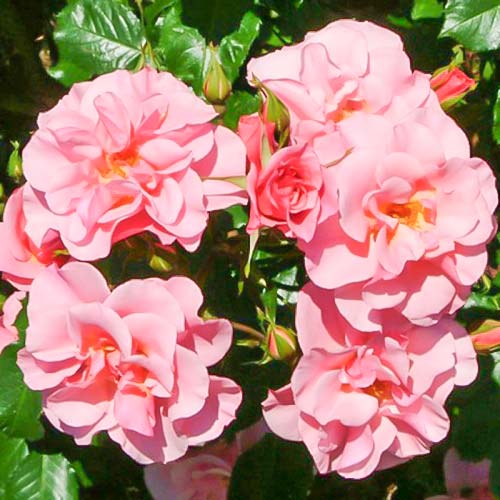 Róża bukietowa Sweet Lullaby interface.image 1 interface.art 3672