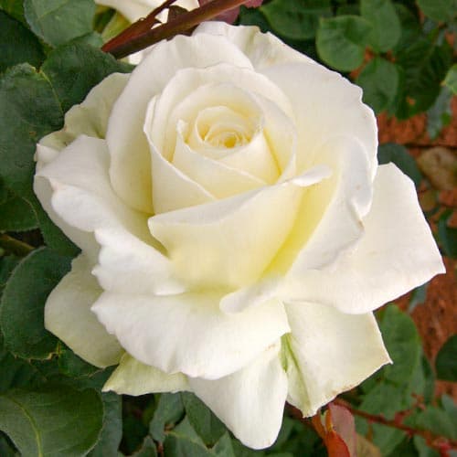 Róża wielkokwiatowa Tineke interface.image 1 interface.art 4674