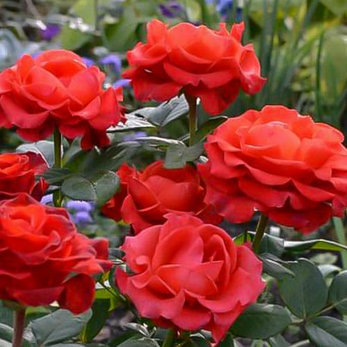 Róża wielkokwiatowa Torro interface.image 1 interface.art 4657