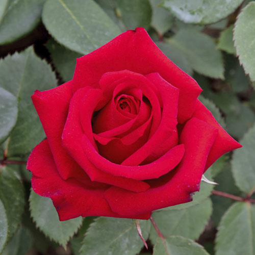 Róża wielkokwiatowa Valentino®, C5 interface.image 1 interface.art 5539