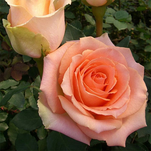 Róża wielkokwiatowa Versilia interface.image 1 interface.art 3673