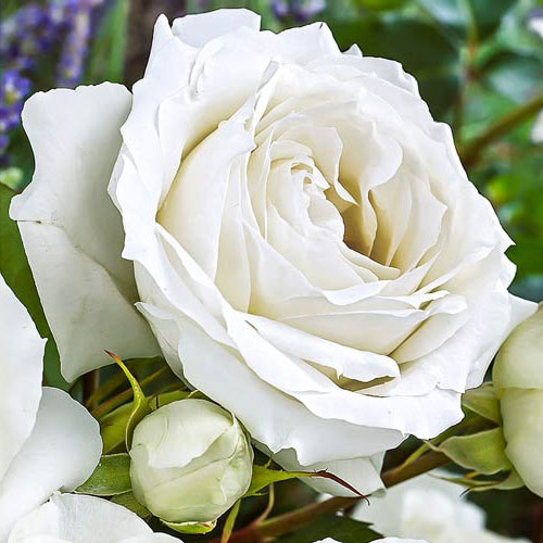 Róża wielkokwiatowa White Symphony interface.image 1 interface.art 2111