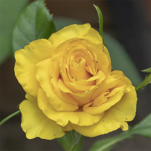 Róża wielkokwiatowa Yaffa interface.image 1 interface.art 3676