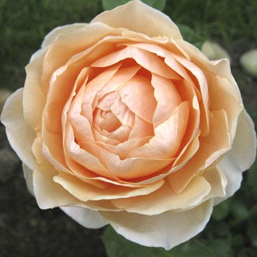 Róża wielkokwiatowa Anna Fendi®, C5 interface.image 1 interface.art 5548