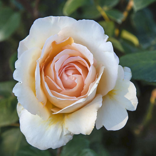 Róża wielkokwiatowa Anna Fendi®, C5 interface.image 2 interface.art 5548